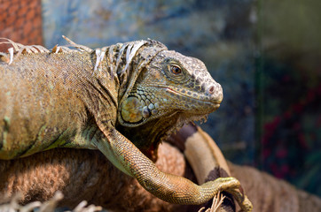 Large ordinary green iguana sitting on a branch in a terrarium