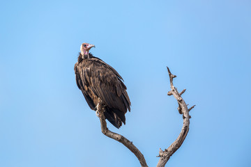 Hooded vulture in Kruger National park, South Africa ; Specie family Necrosyrtes monachus of Accipitridae