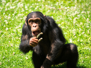 Bébé chimpanzé