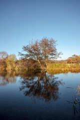 A Tree in Reflection