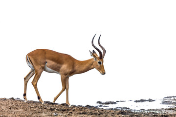 Common Impala isolated in white background in Kruger National park, South Africa ; Specie Aepyceros melampus family of Bovidae