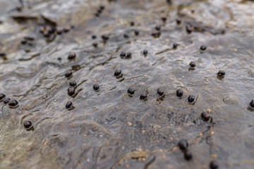 Many little snails on the beach.