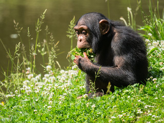 Bébé chimpanzé