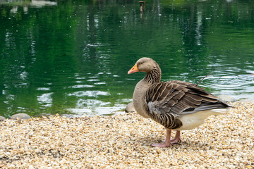 duck by the lake
