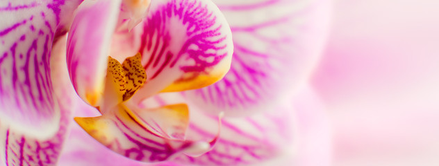 Flower Orchid Falenopsis