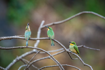 Three Little Bee eater on a branch in Kruger National park, South Africa ; Specie Merops pusillus family of Meropidae