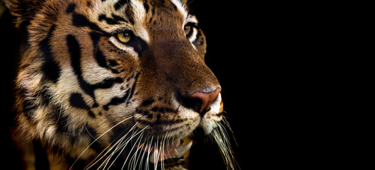 Wild Siberian tiger on nature