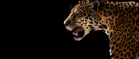 guépard, léopard, jaguar