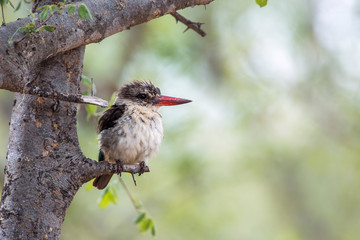 Striped Kingfisher juvenile in Kruger National park, South Africa ; Specie Halcyon albiventris...