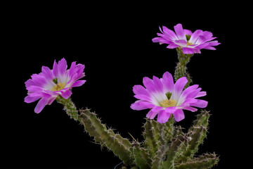 Echinocereus pentalophus