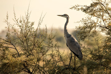Airone Cenerino posa