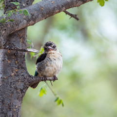 Striped Kingfisher juvenile in Kruger National park, South Africa ; Specie Halcyon albiventris family of Alcedinidae