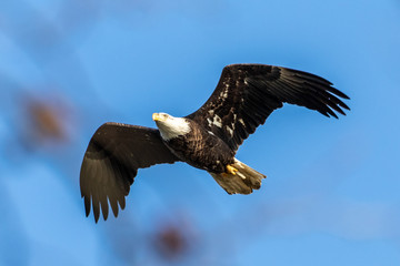 bird of prey 
