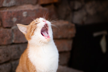 Ginger Or Red Cat Yawns Close-up. Cute Animal Or A Stray Pet On The Street.