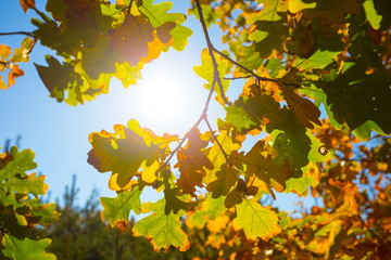closeup red oak tree branch in a sunlight