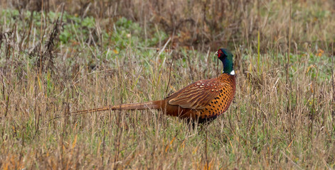 Pheasant (male)