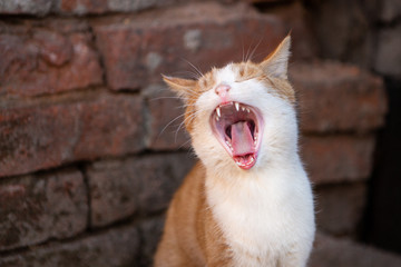 Ginger Or Red Cat Yawns Close-up. Cute Animal Or A Stray Pet On The Street. © Papin_Lab