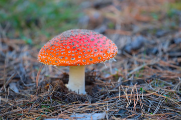 closeup red fly agaric mushroom in a forest