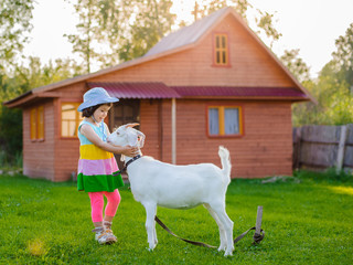 A little girl is feeding a white goat on the lawn a sunny summer, in a country in Russia. Useful goat milk village in summer on vacation. lactose . wooden Small house in village.