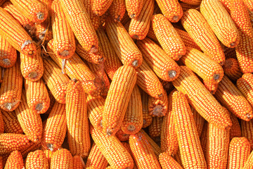 Fototapeta na wymiar Golden corn