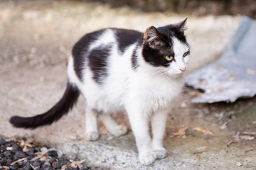 Fluffy White With Black Spots And Green Eyes Pregnant Cat Wandering The Street. Concept Of Lost Homeless Animals, Animal Protection.
