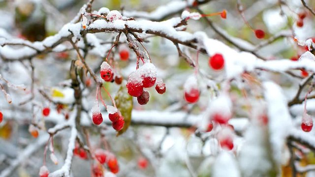 red rowan tree branches covered with first snow in winter 