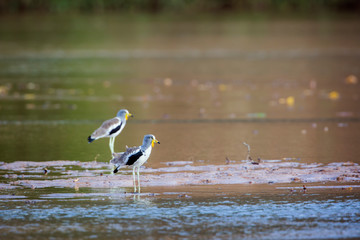White headed Lapwing in Kruger National park, South Africa ; Specie Vanellus albiceps family of Charadriidae