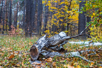 birch stump in the autumn  forest