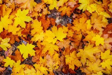 closeup red dry autumn maple leaves background