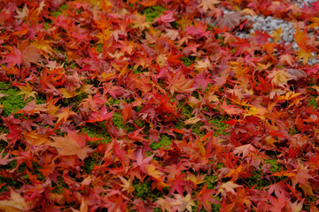 苔生す庭に紅葉の葉