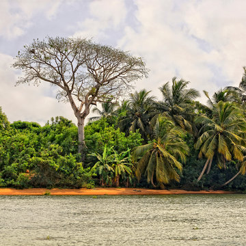African landscape. Stylish bare tree and palm trees with water and sky in background. Beautiful African nature.