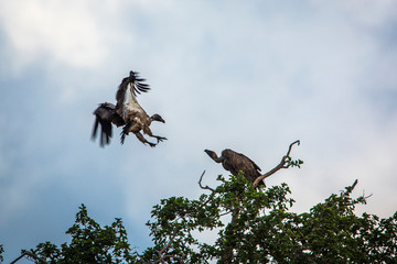 White backed Vulture landing in tree in Kruger National park, South Africa ; Specie Gyps africanus family of Accipitridae