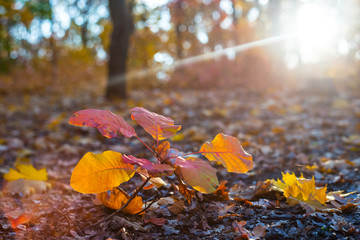 closeup leaves in a forest
