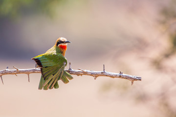White fronted Bee eater spreading wing in Kruger National park, South Africa ; Specie Merops...