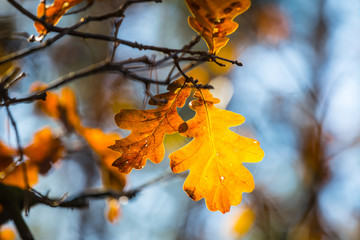 closeup dry oak leavel on a branch