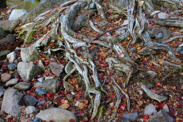 dry tree root in the wild