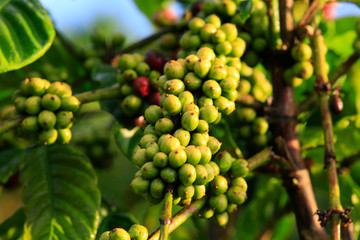 Coffee been on tree in cafe plantation