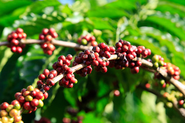 Coffee been on tree in cafe plantation