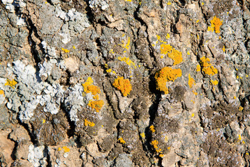 dry tree bark in the wild
