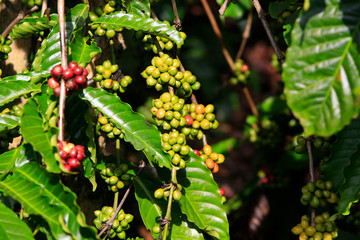 Coffee been on tree in cafe plantation