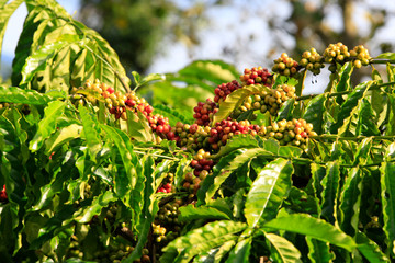 Coffee been on tree in cafe plantation