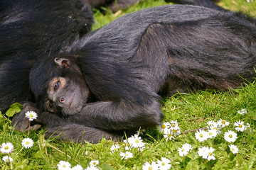 Black-headed spider monkey (Ateles fusciceps) lying on the grass