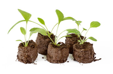 Seedlings of rudbeckia flowers in the peat tablets on white background