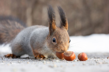 squirrel nibbles nuts on snow © alexbush