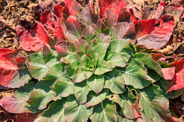 red and green leaves