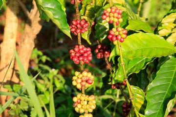 Fototapeta premium Coffee been on tree in cafe plantation