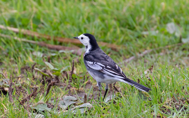 Pied Wagtail