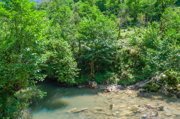 Obraz premium cows stand in mountain river