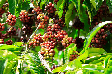 Coffee been on tree in cafe plantation