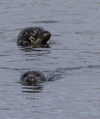 Grey Seals